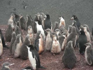 A huddle of young chinstrap penguins.