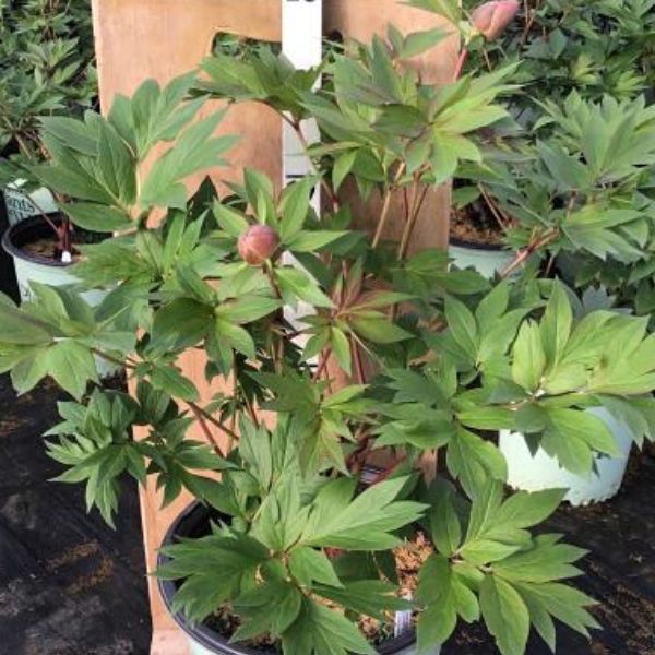 Scarlet Heaven Itoh Peony - #2 Container