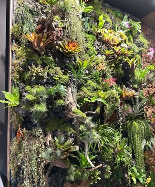 Living wall of tropical plants