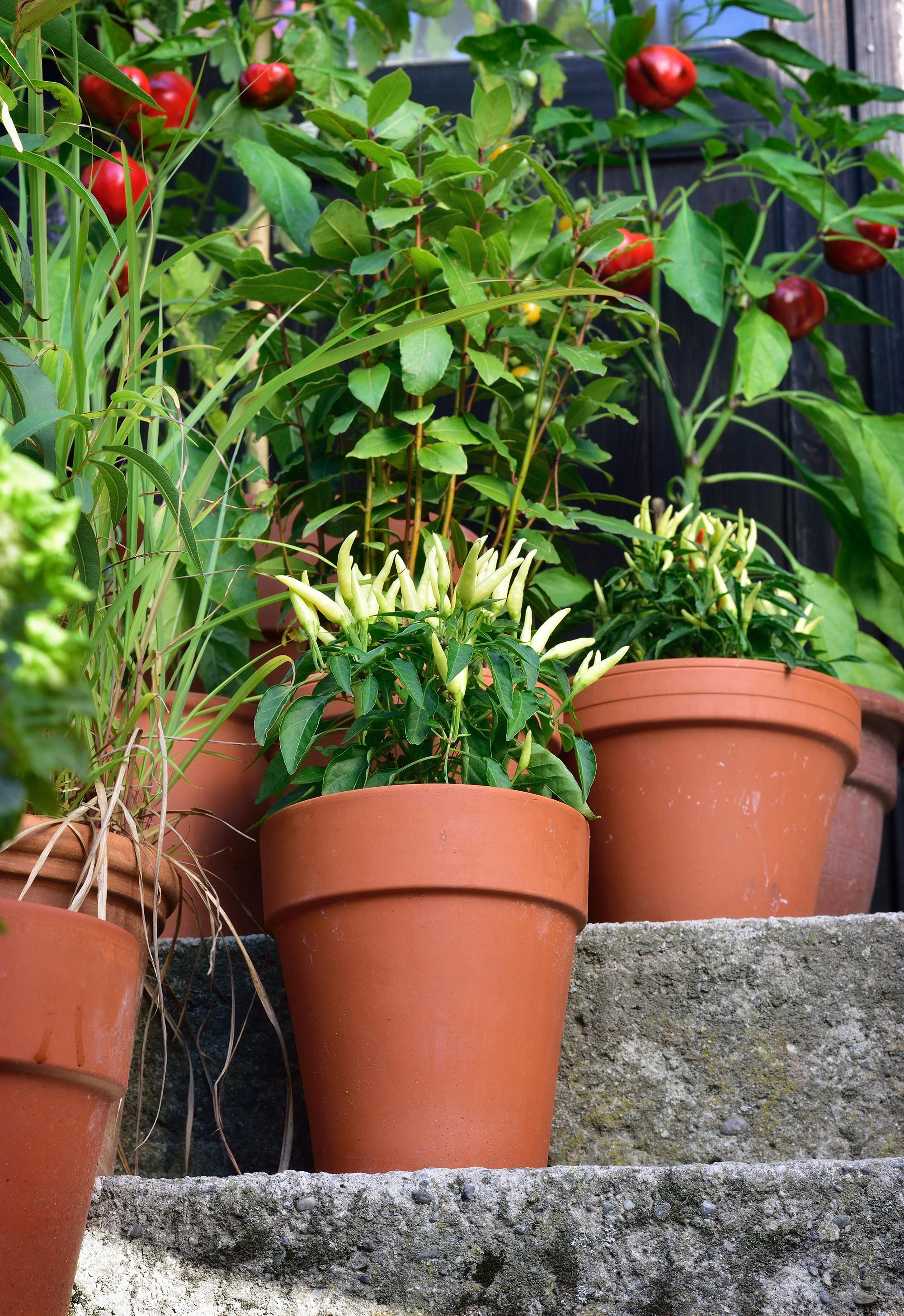 Poupila pepper plant, Mirabell tomato plant, bay leaf and sweet pepper plant in pot.