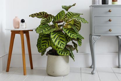 Calathea makoyana peacock plant in a bedroom