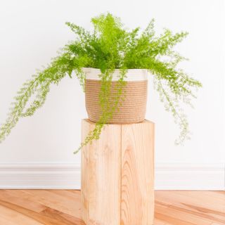 Asparagus fern plant in a basket, in a room with wooden floors and white wall alamy/MG2NJX (RF)