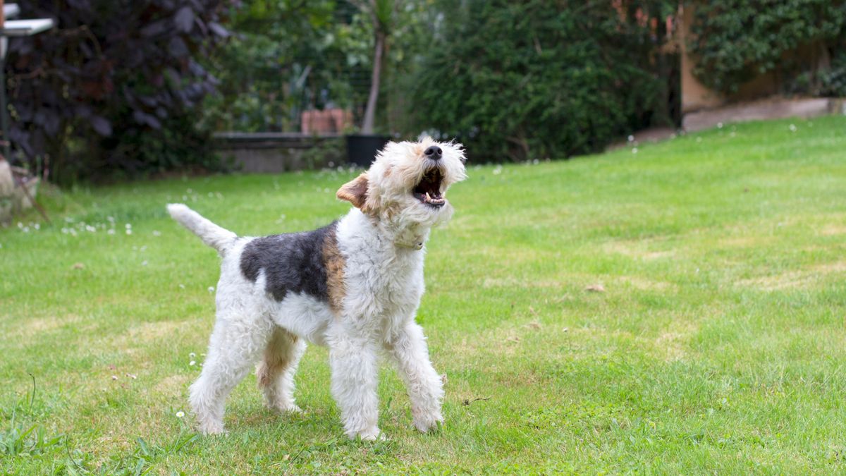 Dog barking in a field