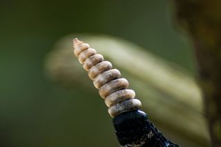 A rattlesnake's rattle is made of interlocking rings of keratin. Another ring is added each time the snake sheds its skin.