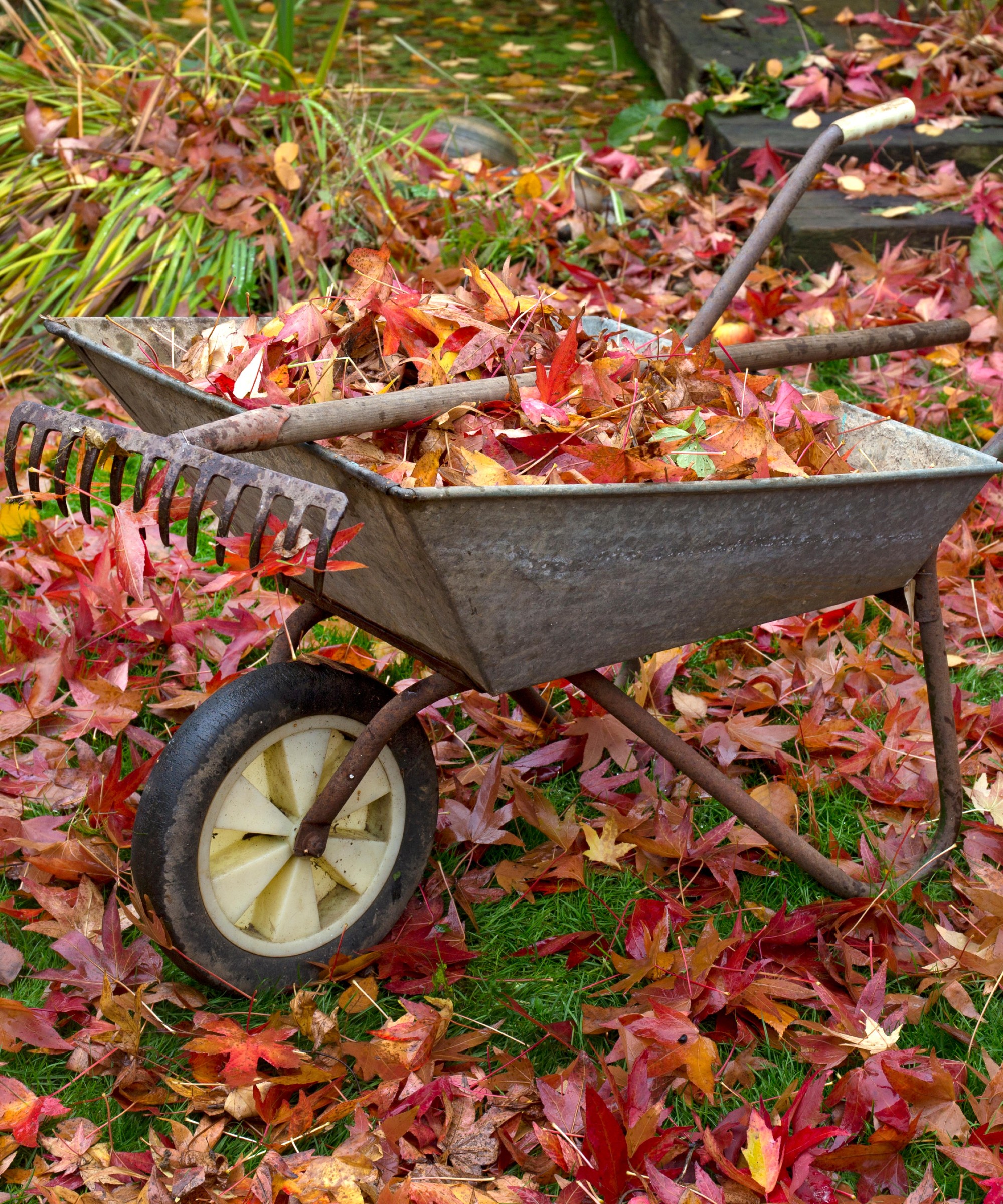 I tried these 4 methods to get rid of leaves this was the best