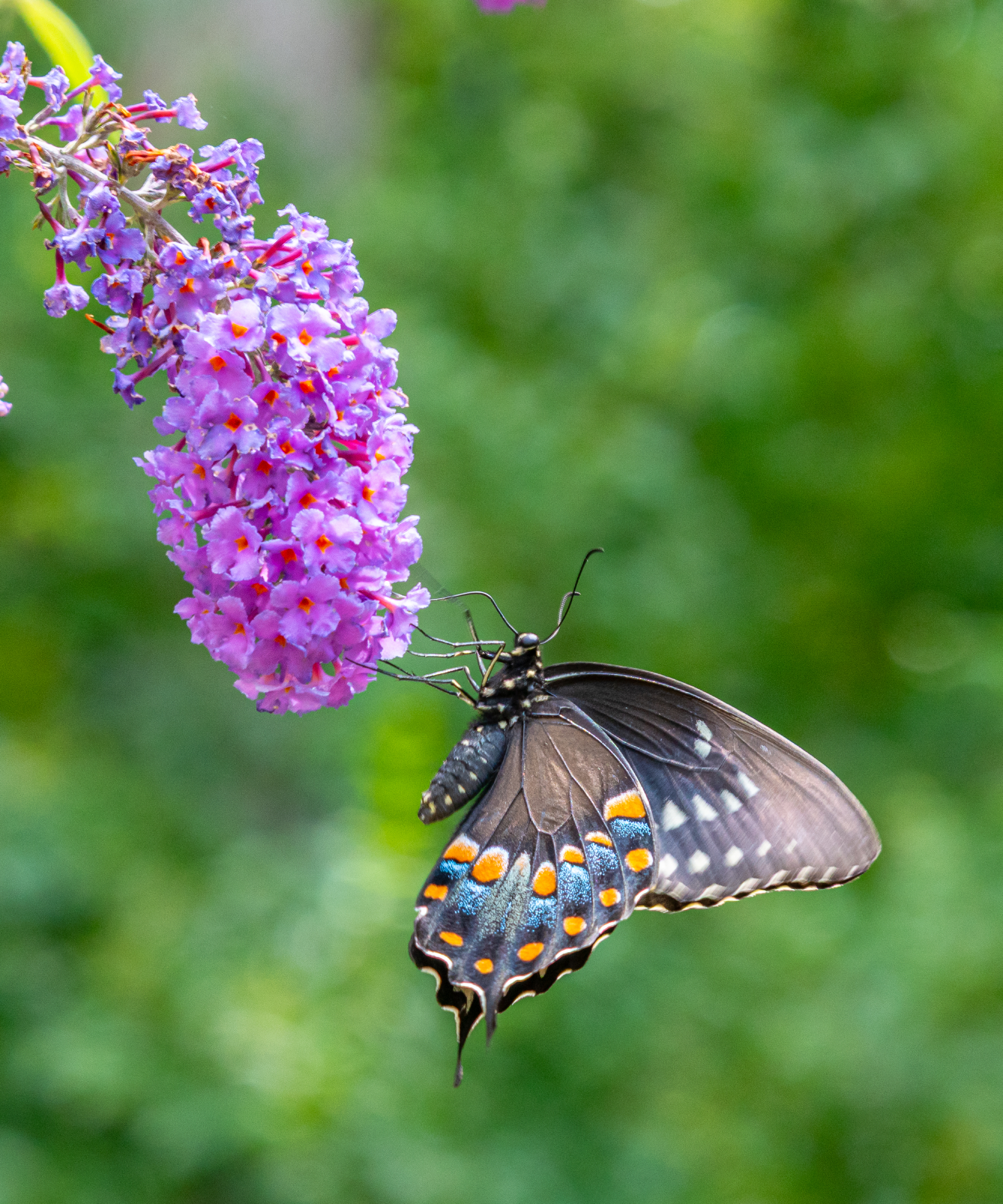 Swallowtail Butterfly on Butterfly bush or buddleia