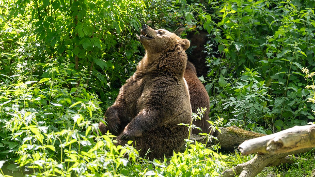 brown bear looking up to the sky