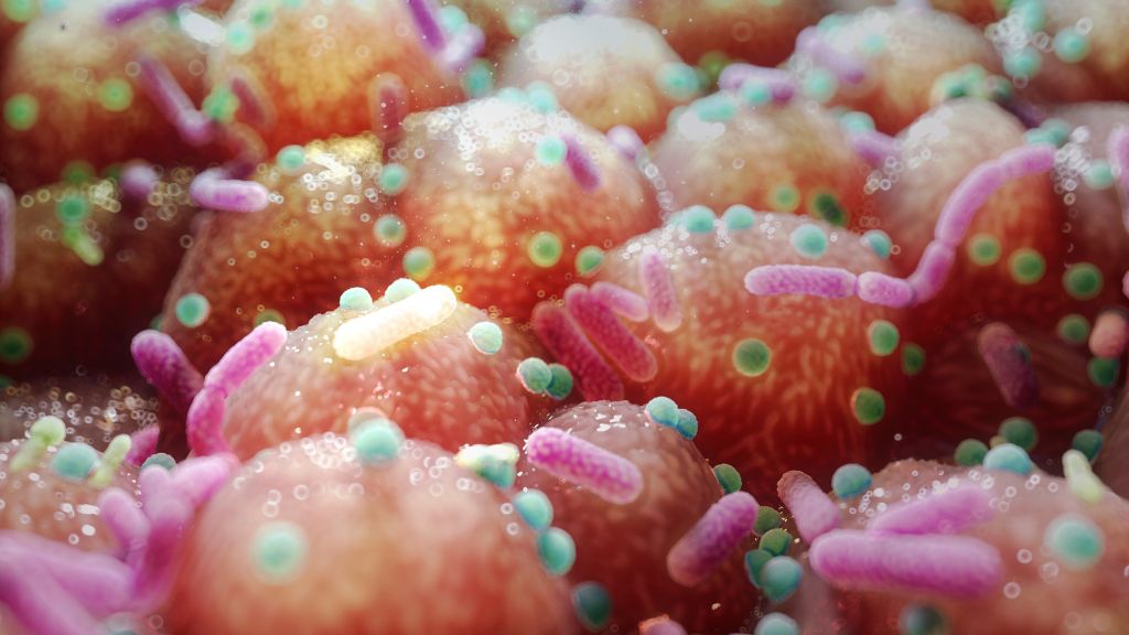 رسم توضيحي للخلايا المبطنة للأمعاء مع بكتيريا الأمعاء متعددة الألوان على أسطحها