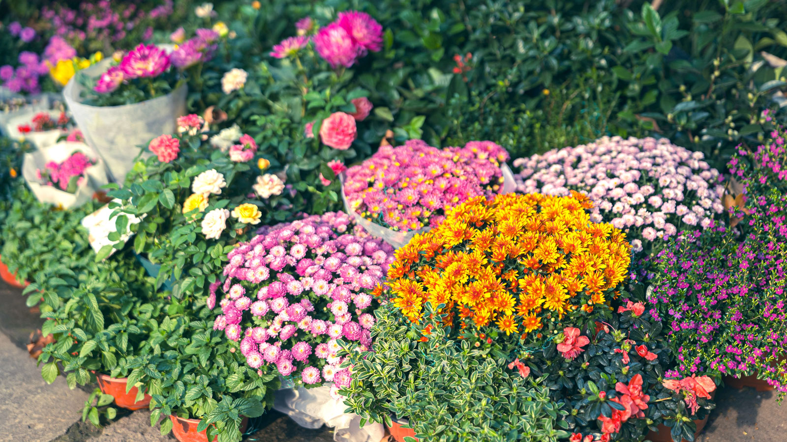 containers of mixed color chrysanthemums in late summer display
