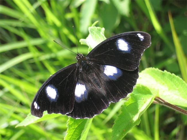 Why Butterflies Have 'Eye Spots