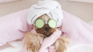 Yorkie terrier having a spa day