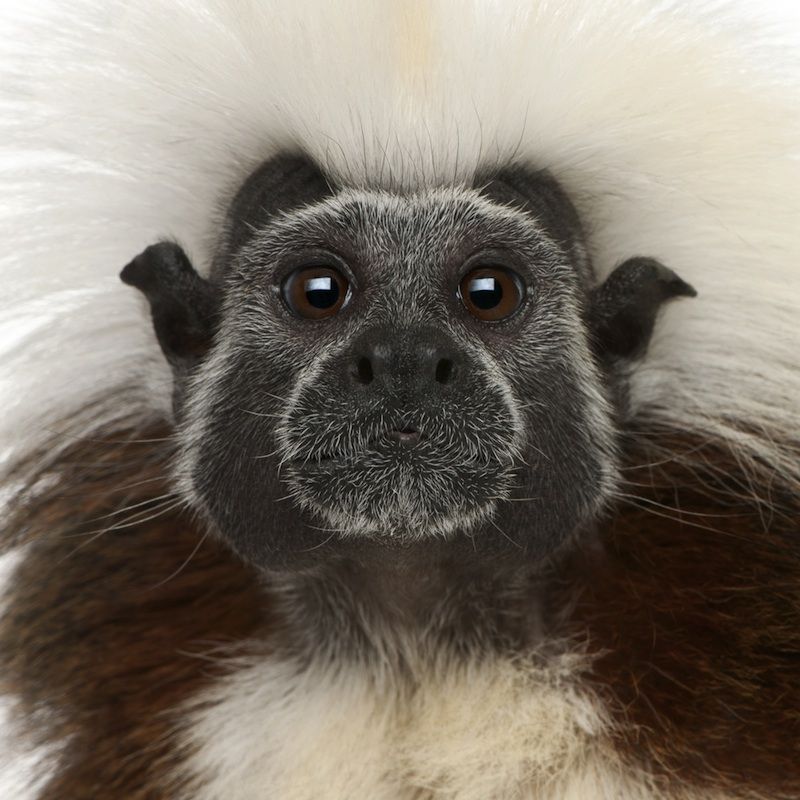 Cottontop Tamarin