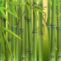 Green Bamboo Phyllostachys bissetti from You Garden