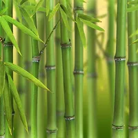 Green Bamboo Phyllostachys bissetti from You Garden
