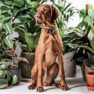 brown dog with neck belt and plants pot