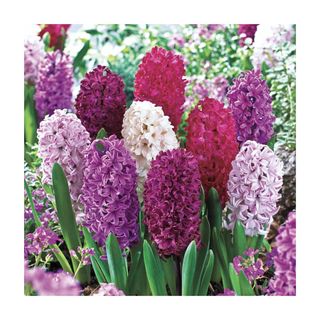 hyacinths in white and purple