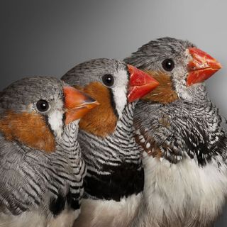 Zebra Finches aging. Young, middle-aged and old zebra finches, showing obvious age-related changes in coloration and condition. Scientists have found that the length of segments on the end of chromosomes during early life was predictive of how long the fi