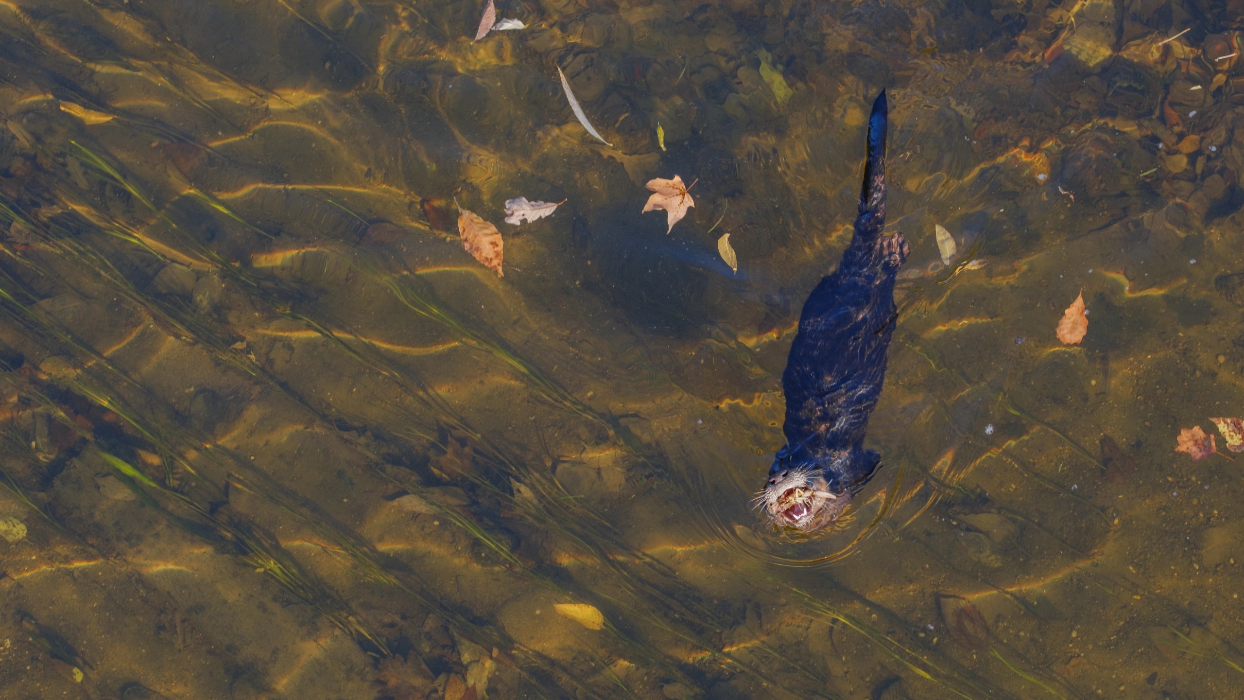 A river otter swims in a river and crunches on a crayfish