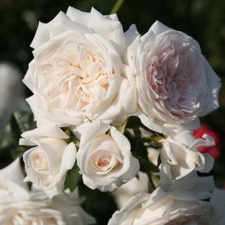 Honeymoon Climbing Rose