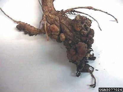 Clubroot Disease On Plant Roots