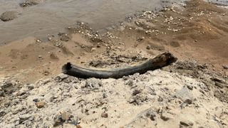 A large tusk fossil laying in the sand