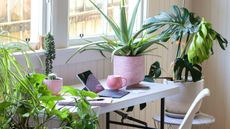 best low maintenance indoor plants including aloe vera and monstera in a home office