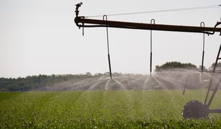 An irrigation system sprays water on a cornfield.