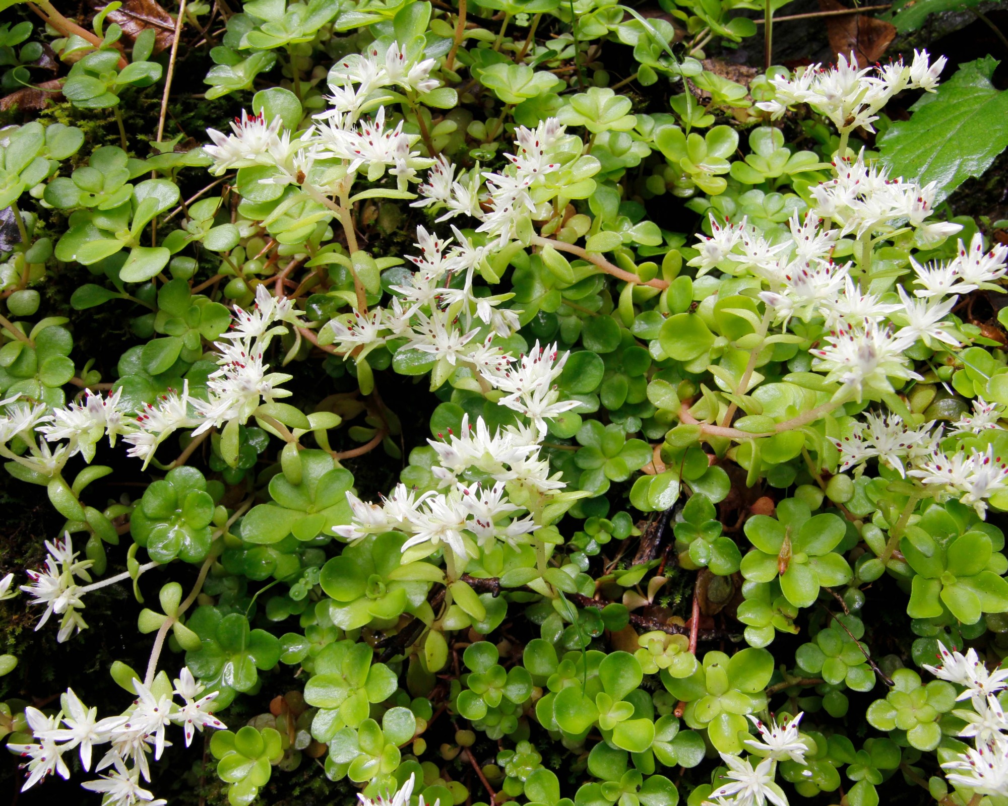 Wild stonecrop sedum used for ground cover