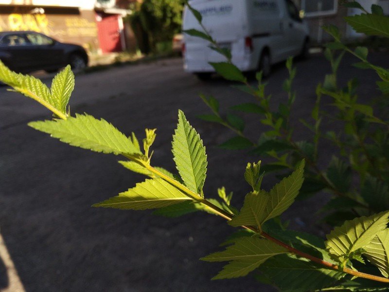 BlackBerry DTEK50 Camera sample