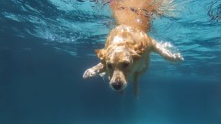 Dog swimming