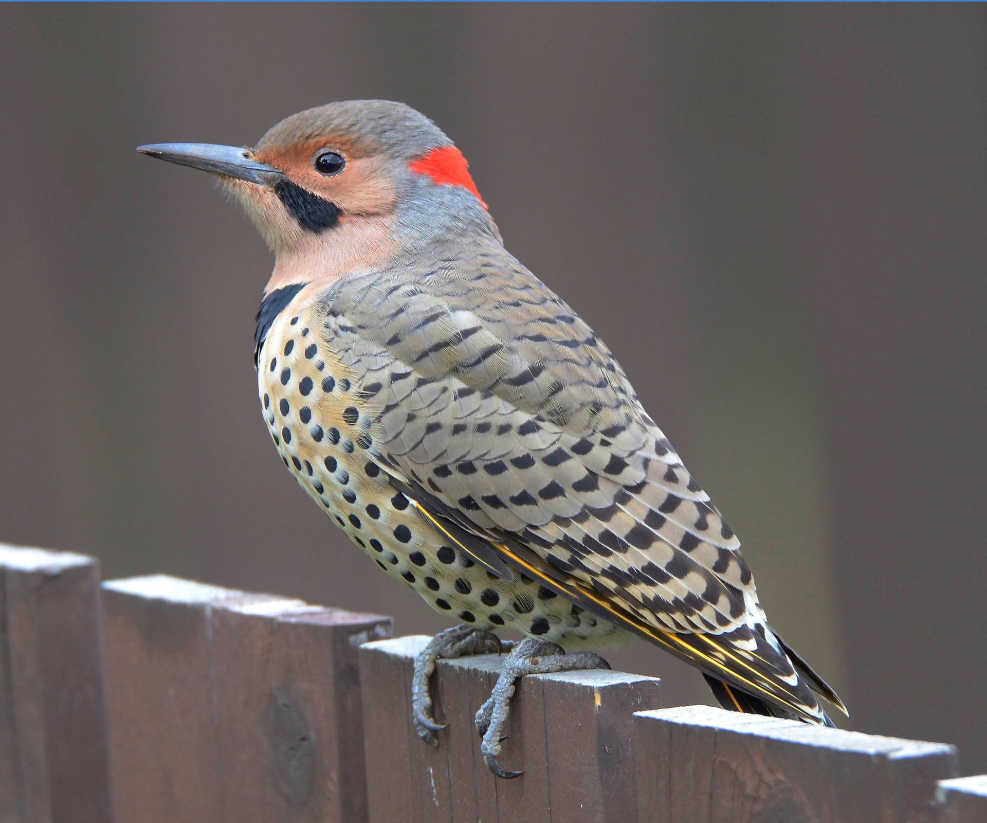 State bird - Northern Flicker