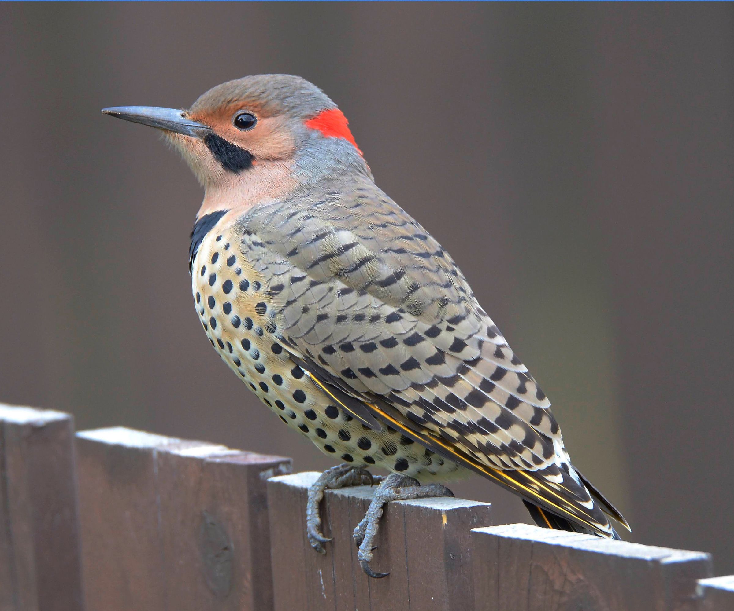 State bird - Northern Flicker