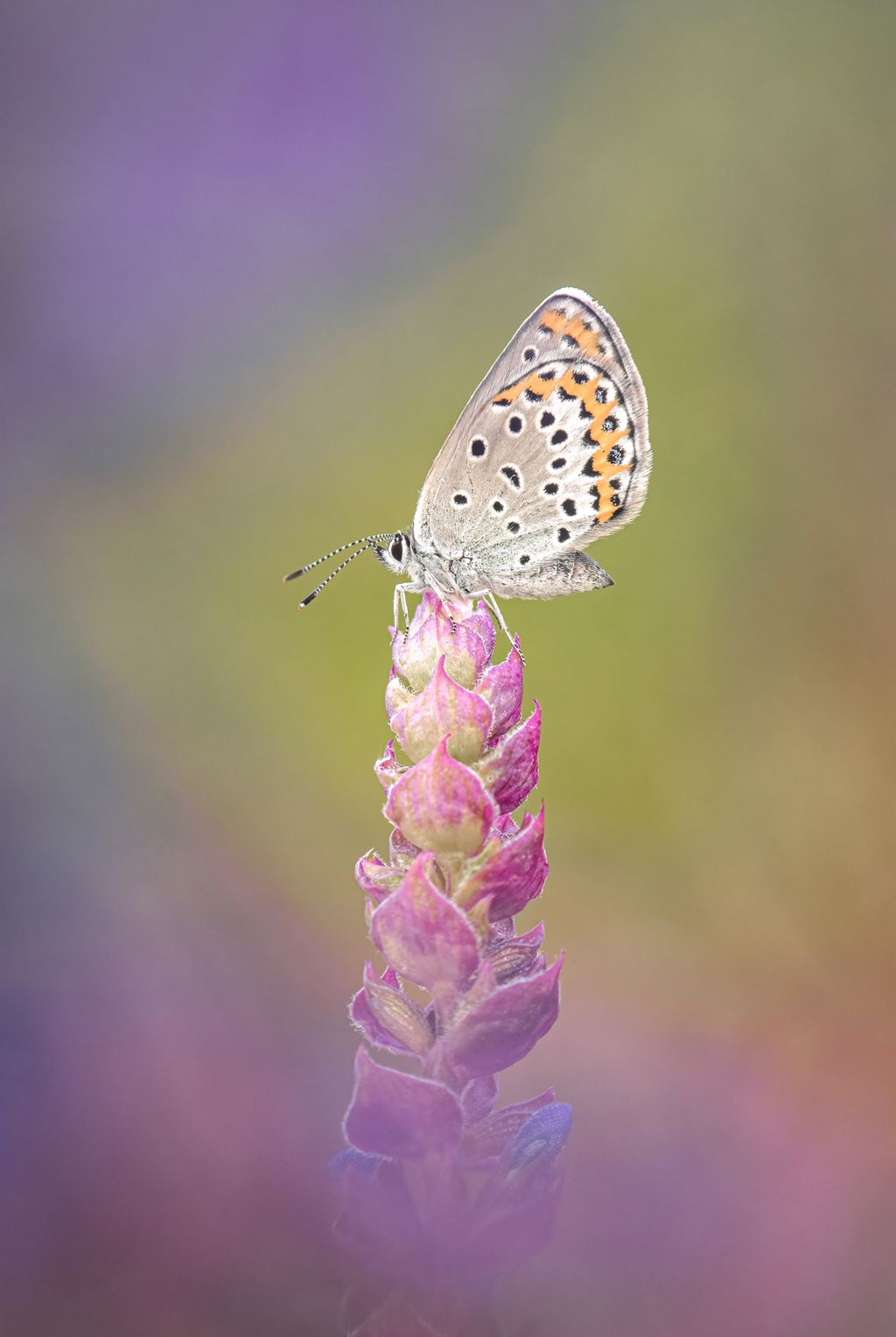Stunning Macro Photography Competition Celebrates Minute Natural stunning-macro-photography-competition-celebrates-minute-natural