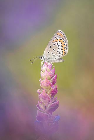 A silver-studded blue butterfly (Plebejus argus) on a meadow clary flower spike. This shot was captured handheld, in a meadow in southern Bulgaria.