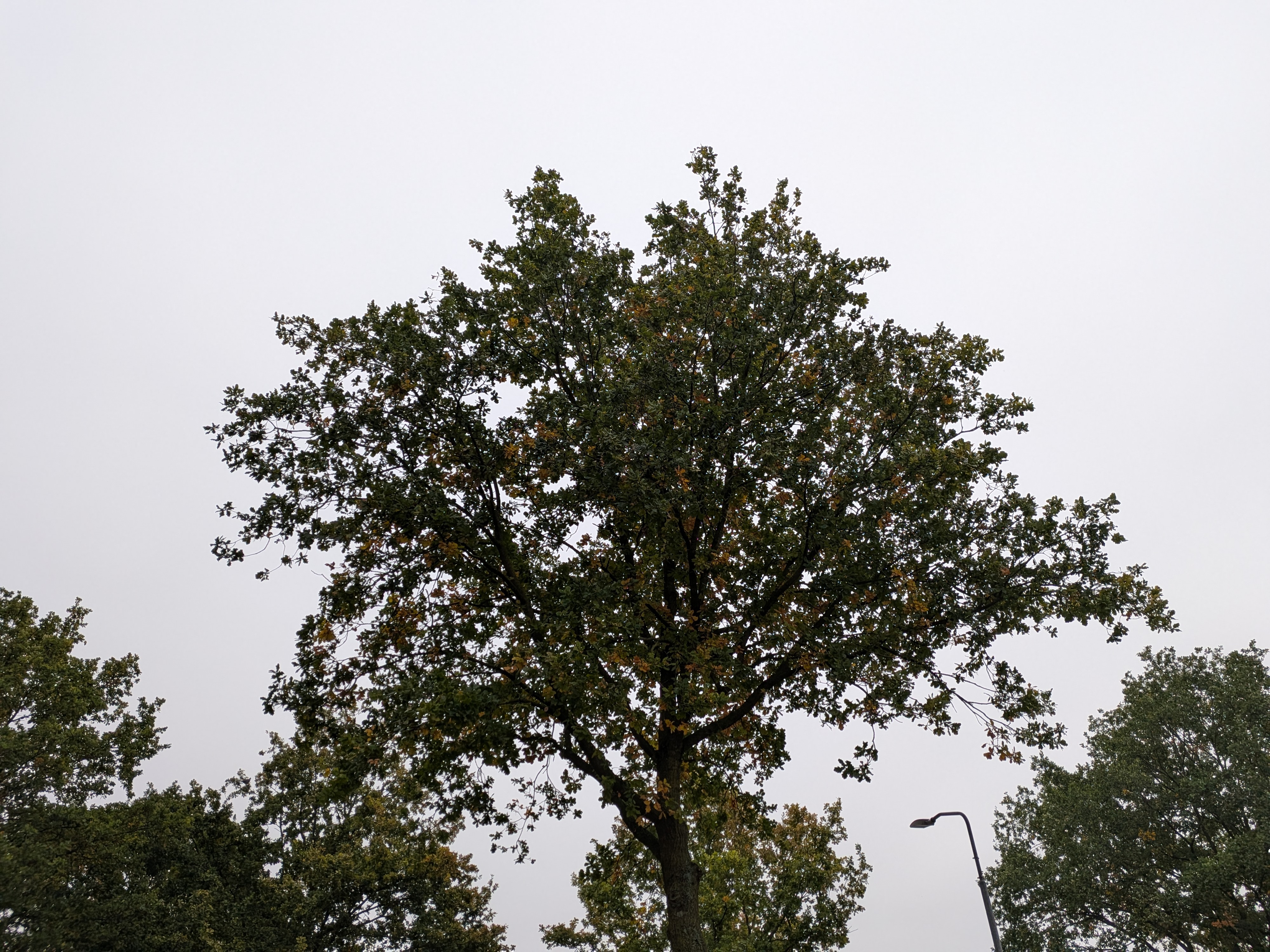 Google Pixel 10 Pro Fold