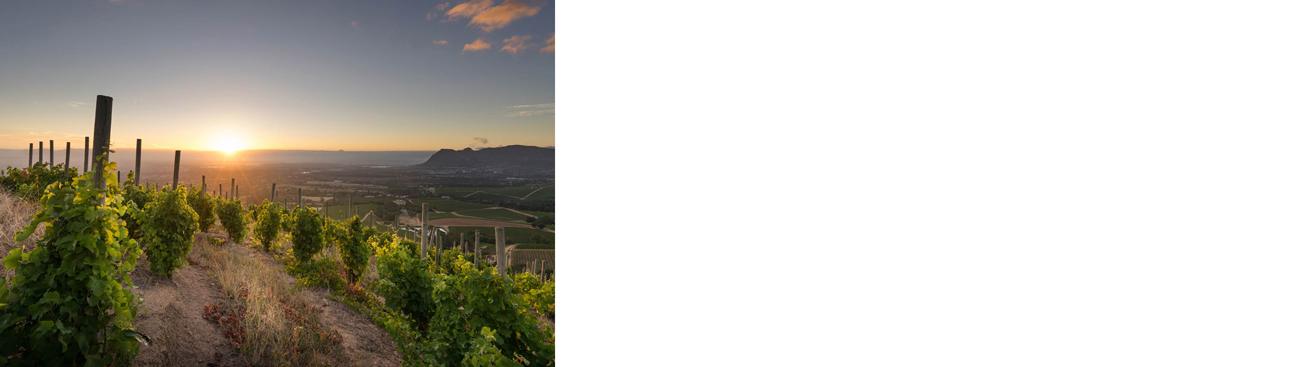 JG-Crop-Klein-Constantia-3-2.jpg