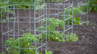 Small tomato plants growing in cages for support
