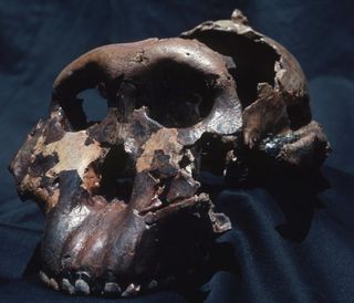 the skull of human relative called the Nutcracker Man