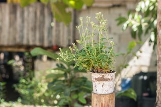 A leafy green stevia plant in a pot