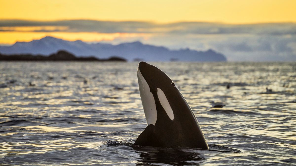 A picture of an orca looking out of the water at sunset, off Kaldfjorden in Norway 