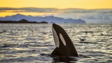 orca killer whale looking out of the water at sunset, off Kaldfjorden in Norway.