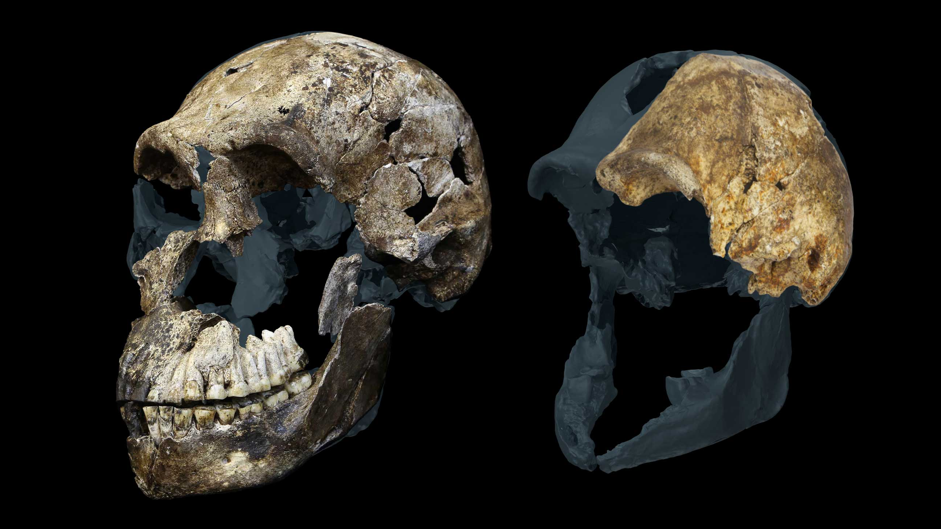 two skulls of ancient human relative Homo stars