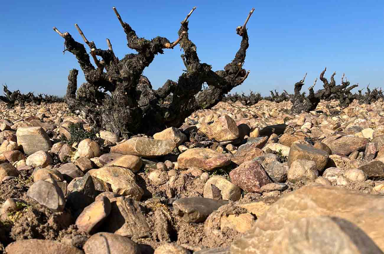 Vine growing in arid conditions in Spain's DO Toro region in Castilla y Leo&amp;#769;n