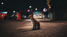 A fox on a London road at night