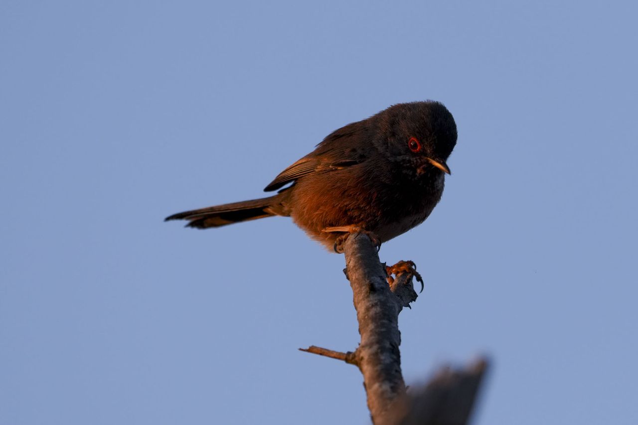 A dartford warbler bird on a branch at first light