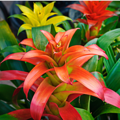 More than 3,000 varieties in the Americas where most of these beautiful plants are natives. Selective focus, horizontal, nobody. Please my other beautiful bromeliads.
