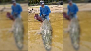 A man holds the tail of a giant alligator gar in shallow water