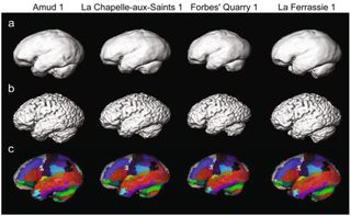 The researchers combined Neanderthal brain models (a) with modern human scans (b) to label theoretical parts of the Neanderthal brain (c) | Credit: Kochiyama et al.