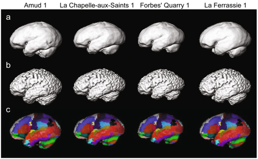 Scientists used computer imaging to potentially discover why Neanderthals went extinct