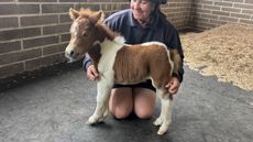 Pam-at-a-few-days-old-with-groom-Amy-credit-World-Horse-Welfare.jpeg